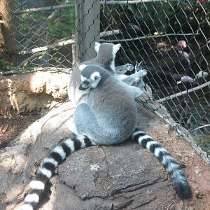 Nov. 2019 - Ring-Tailed Lemurs