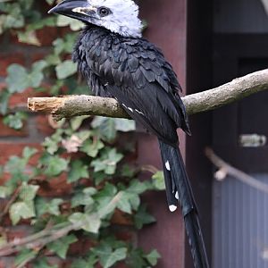 Western long-tailed hornbill (Horizocerus albocristatus albocristatus)
