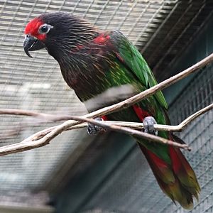 Carmine-fronted lory (Chalcopsitta scintillata rubrifrons)