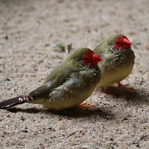 Star finch (Bathilda ruficauda)