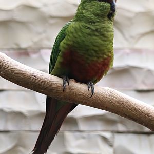 Austral parakeet (Enicognathus ferrugineus)