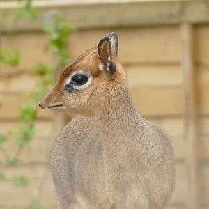 Kirk's Dik-Dik, March 2022
