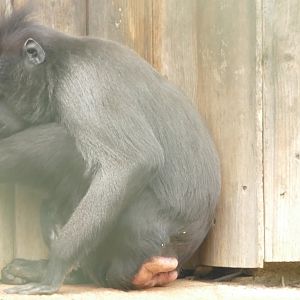 Sulawesi Crested Macaque, March 2022