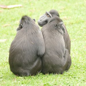 Sulawesi Crested Macaques, March 2022
