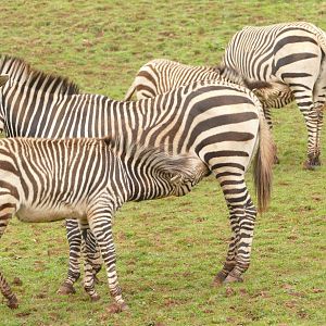 Hartmann's Mountain Zebra, March 2022