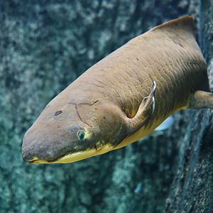Australian Lungfish (Neoceratodus forsteri)