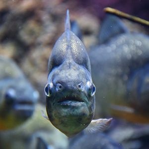 Red-bellied Piranha (Pygocentrus nattereri)