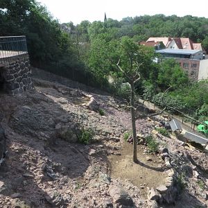 West Caucasian tur enclosure