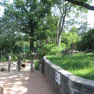 Bat-eared fox walkthrough