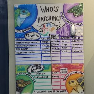 Incubating and Hatching Reptiles Sign - Wildlife Explorers Basecamp (Cool Critters Reptile House)