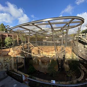 South American Coati Habitat (Nasua nasua) - Wildlife Explorers Basecamp (Wild Woods)