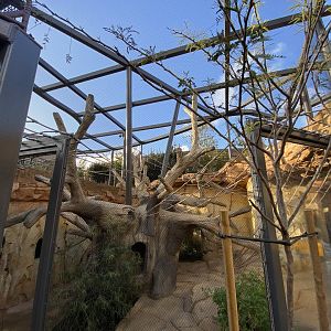 Guianan Squirrel Monkey Habitat (Saimiri sciureus) - Wildlife Explorers Basecamp (Wild Woods)