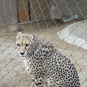 South African Cheetah (Acinonyx jubatus jubatus) - Urban Jungle