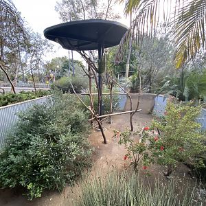 Brush-tailed Bettong Habitat (Bettongia penicillata)