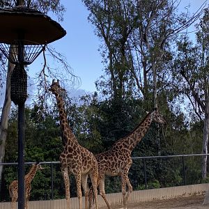 Masai Giraffe Herd including 4-month old calf Mawe (Giraffa tippelskirchi)