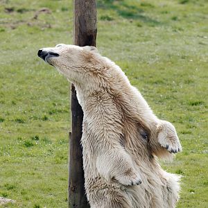 You cannot beat a good back scratch!