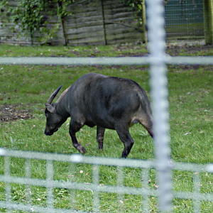 The last Anoa - Marwell 2021