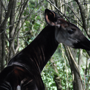 Okapi la naturale - Marwell 2021