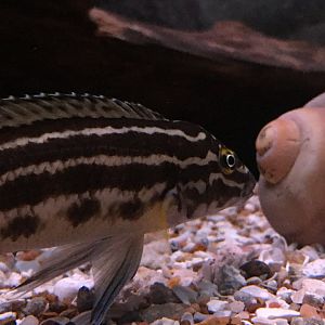 Cichlid ID?
