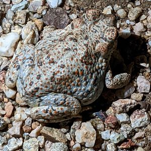 Red-spotted toad (Anaxyrus punctatus)