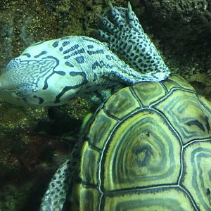 Diamondback Terrapin (Malaclemys terrapin)