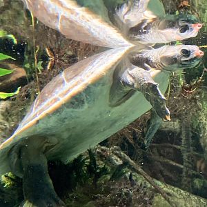 Red-Headed River Turtle (Podocnemis erythrocephala)