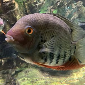 Common Severum Cichlid (Heros efasciatus)