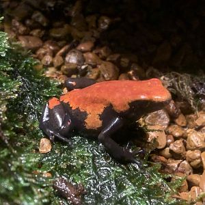 Splashback Poison Dart Frog (Adelphobates galactonotus)