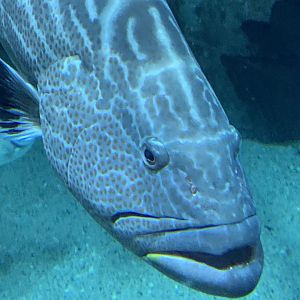 Black Grouper (Mycteroperca bonaci)