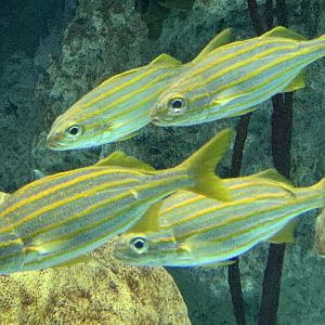 Smallmouth Grunts (Haemulon chrysargyreum)