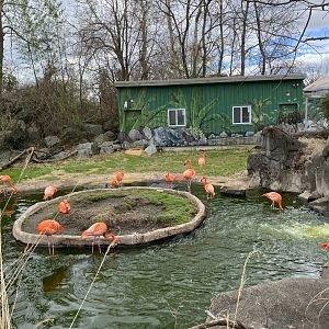 American Flamingos- Mar 20