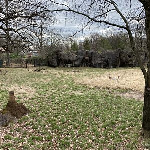 Dama Gazelle, Lesser Kudu, and wild Canada geese- Mar 20