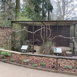 Burrowing owl aviary 280222