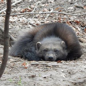 European wolverine 280222