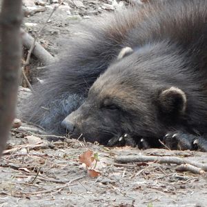 European wolverine 280222