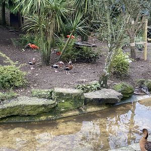 Walled Garden - Large aviary inhabitants 280222