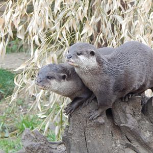 Walled Garden - Asian small-clawed otters 280222