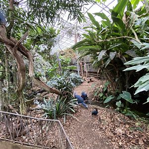 Walled Garden - Tropical House 280222