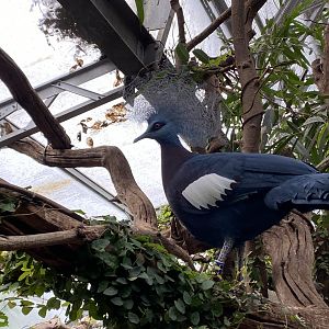 Walled Garden - Tropical House - Sclater's crowned pigeon 280222
