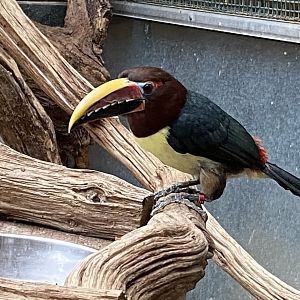 Walled Garden - Tropical House - Green aracari 280222
