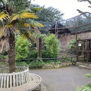 Walled Garden - Tropical House - Wrinkled hornbill aviary 280222