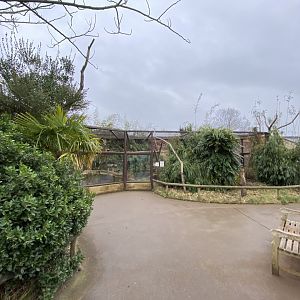 Crowned sifaka enclosure 280222