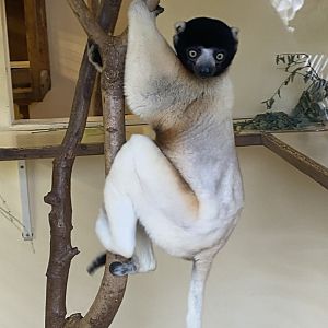 Crowned sifaka 280222