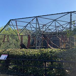 Sulawesi crested macaque enclosure 180322