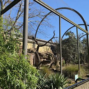 Waldrapp aviary 180322