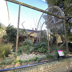 Asian woollyneck stork aviary 180322