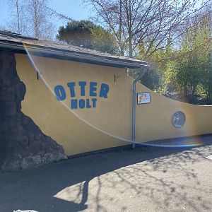 Otter Holt - Asian small-clawed otter enclosure 180322