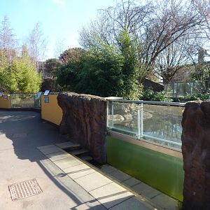 Otter Holt - Asian small-clawed otter enclosure 180322