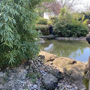 Otter Holt - Asian small-clawed otter enclosure 180322