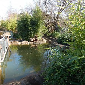 Otter Holt - Asian small-clawed otter enclosure 180322
